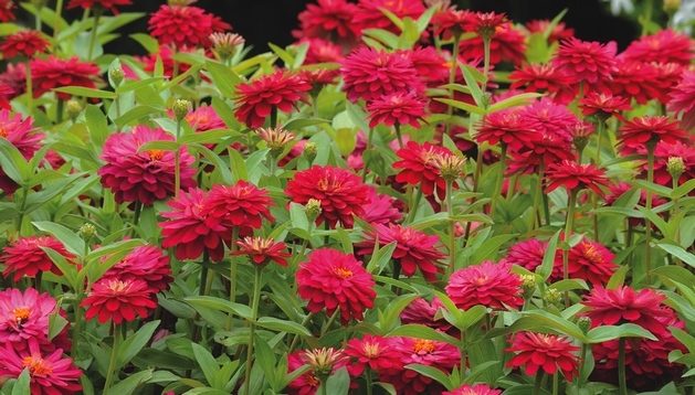 ดอกบานชื่นสีแดง - Mixed Red Zinnia Flower