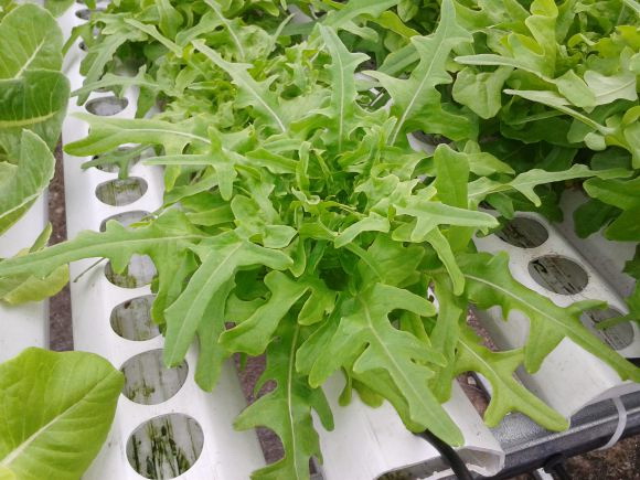 (Whole 1 Oz.) ผัดสลัดใบโอ้ค - Oak Leaf Lettuce