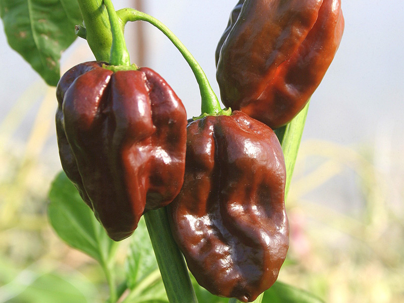 พริกฮาบาเนโร่สีน้ำตาล - Chocolate Habanero Pepper