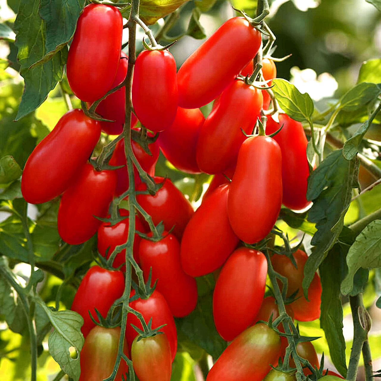 เมล็ดพันธุ์ มะเขือเทศ มาร์ซิโต้ Marzito F1 Tomato Seed