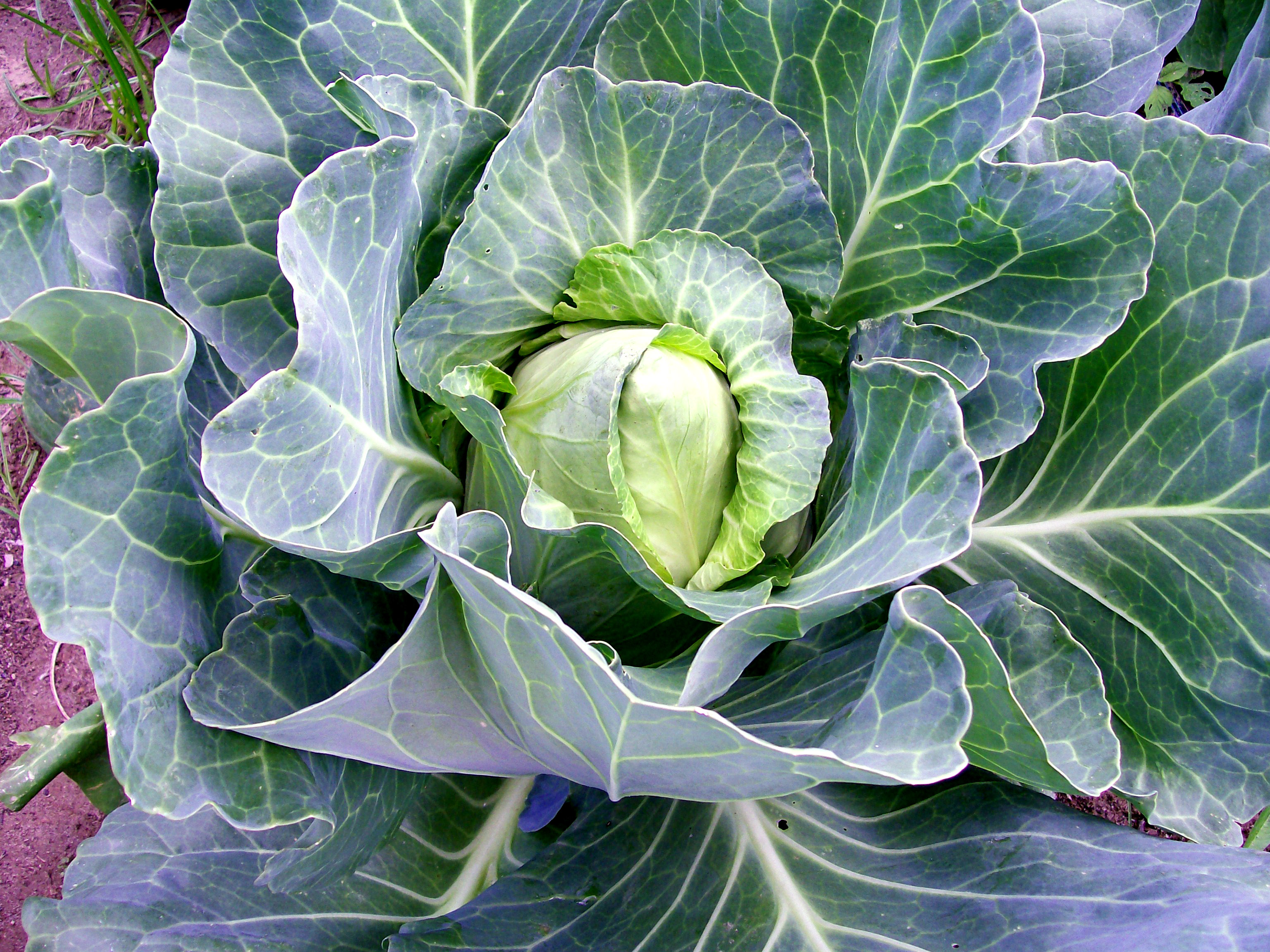 กะหล่ำบัว - Early Jersey Wakefield Cabbage