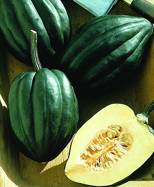 ฟักทองอะคอน สครอช - Acorn Squash