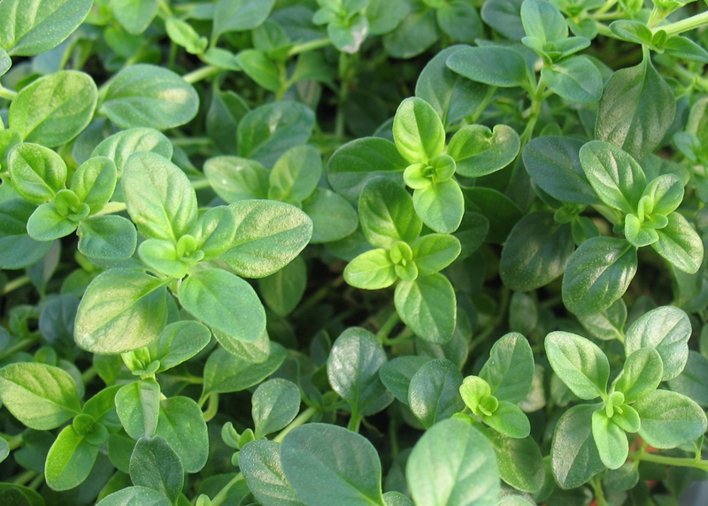 ไทม์ - Thyme