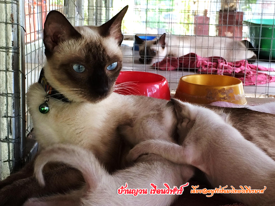 เรือนวิฬาร์