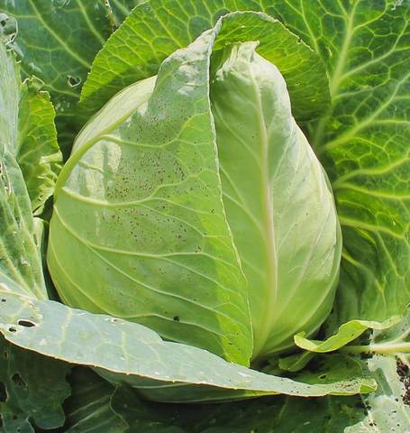 กะหล่ำบัว - Early Jersey Wakefield Cabbage