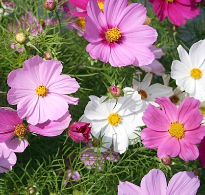 (Whole 1 LB) ดาวกระจาย เซนเซชั่น คละสี - Sensation Cosmos