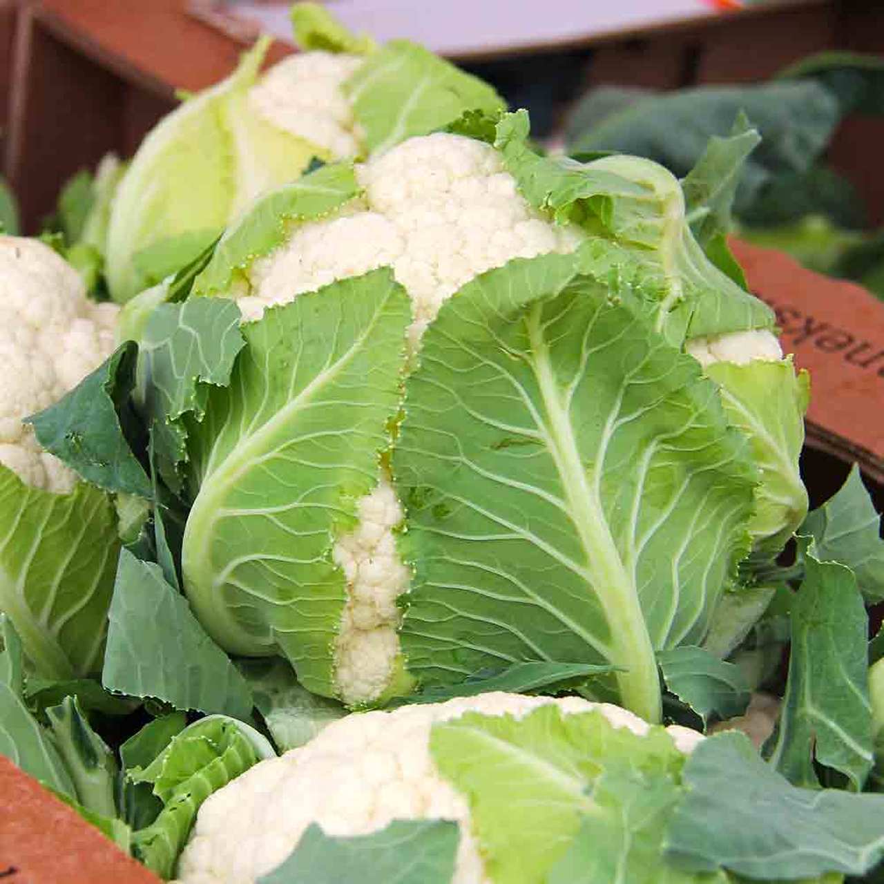 กะหล่ำดอก สโนว์บอล - Snow Ball Cauliflower