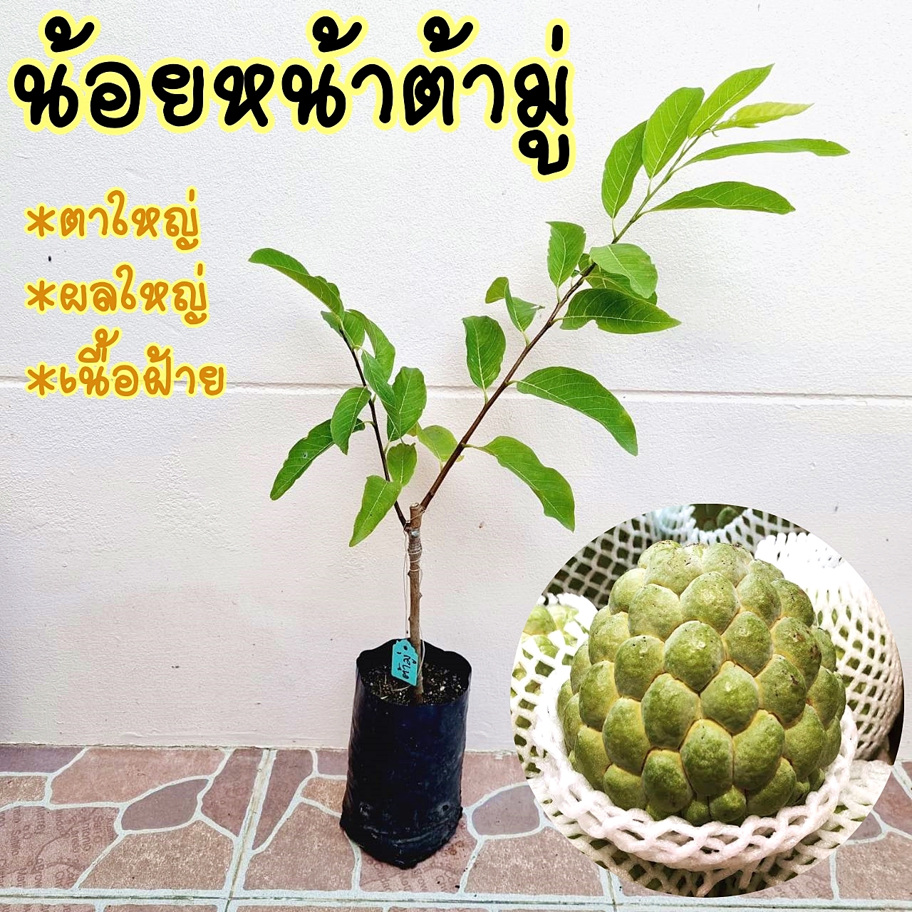 น้อยหน่า ต้ามู่ ไต้หวัน เนื้อฝ้าย ตาใหญ่ ลูกใหญ่ ต้นเสียบยอด สูง 50 cm. ขึ้นไป