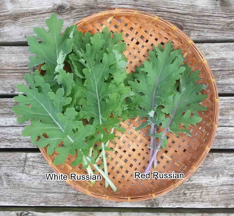 เคลไวท์รัสเซีย - White Russian Kale