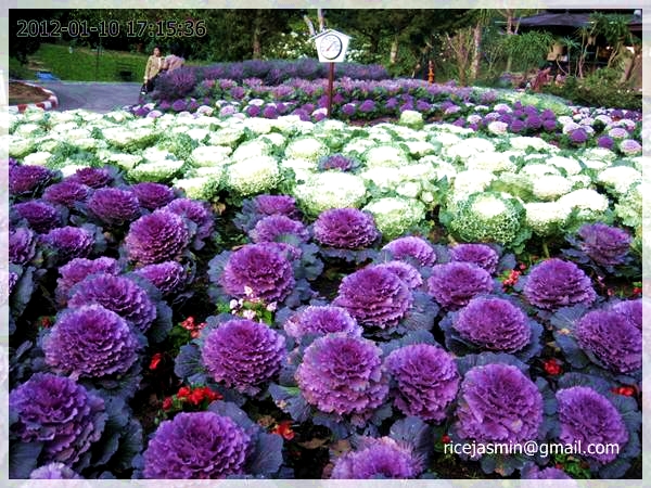 ปูเล่ประดับ คละสี - Mix Ornamental Cabbage
