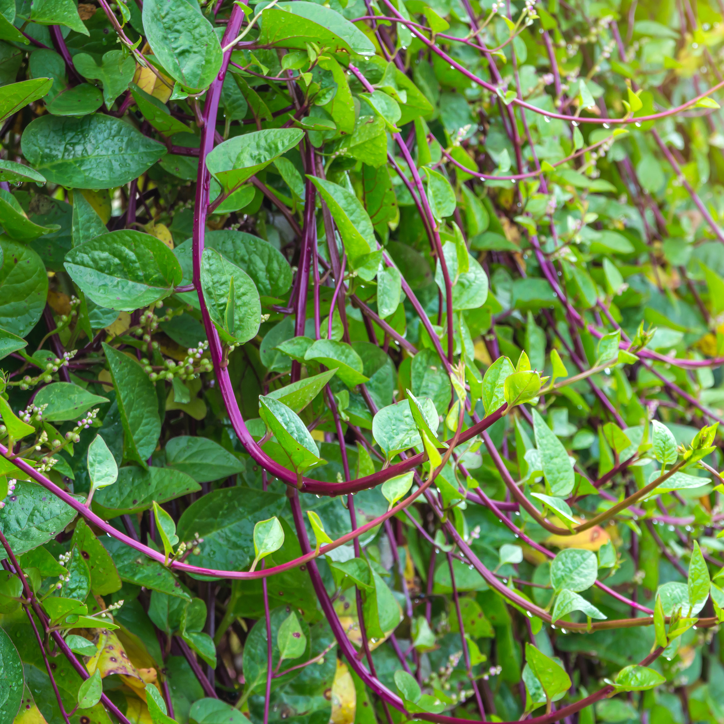 ผักปลังแดง - Red Malabar Spinach