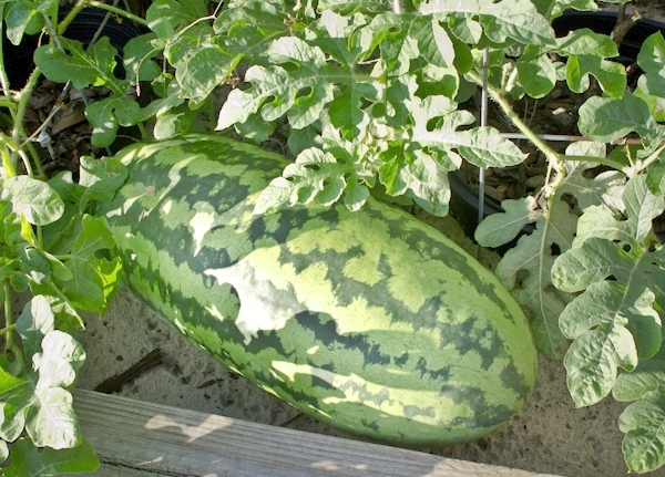 แตงโม จูบิลี - Jubilee Watermelon