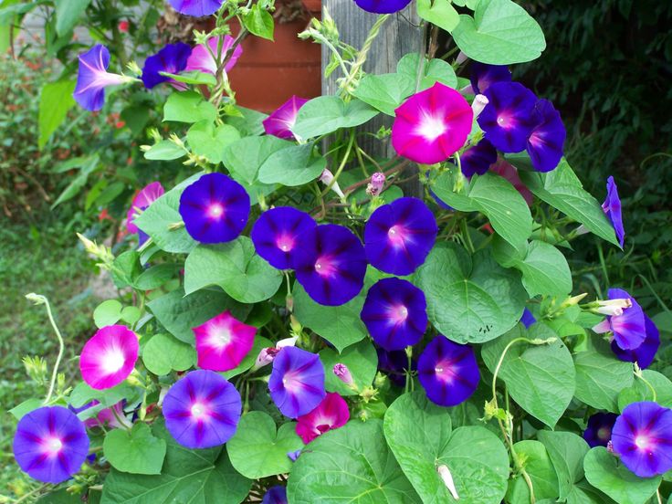 ดอกมอร์นิงกลอรี คละสี - Mixed Morning Glory Flower