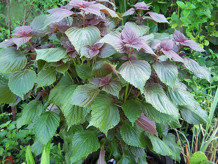 ชิโซะสีม่วง - Purple Shiso