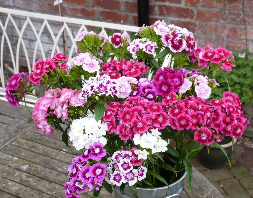 (Whole 1 Oz.) ดอกผีเสื้อ สวีทวิลเลี่ยม คละสี - Sweet William Dianthus Flower