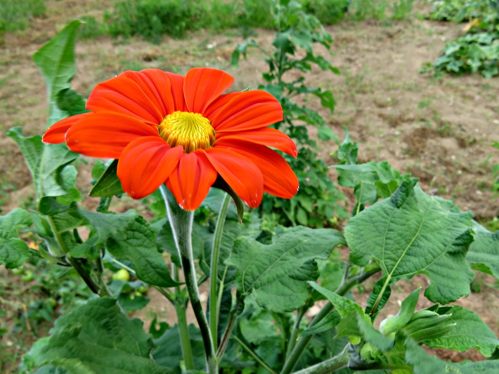 ดอกทานตะวันเม็กซิกัน - Mexican Sunflower