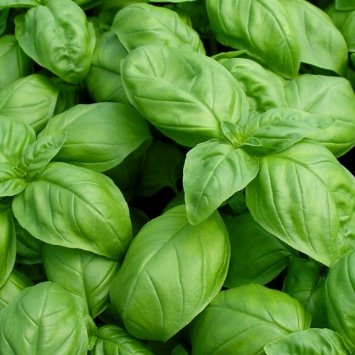 โหระพาใบใหญ่ - Italian Large Leaf Sweet Basil