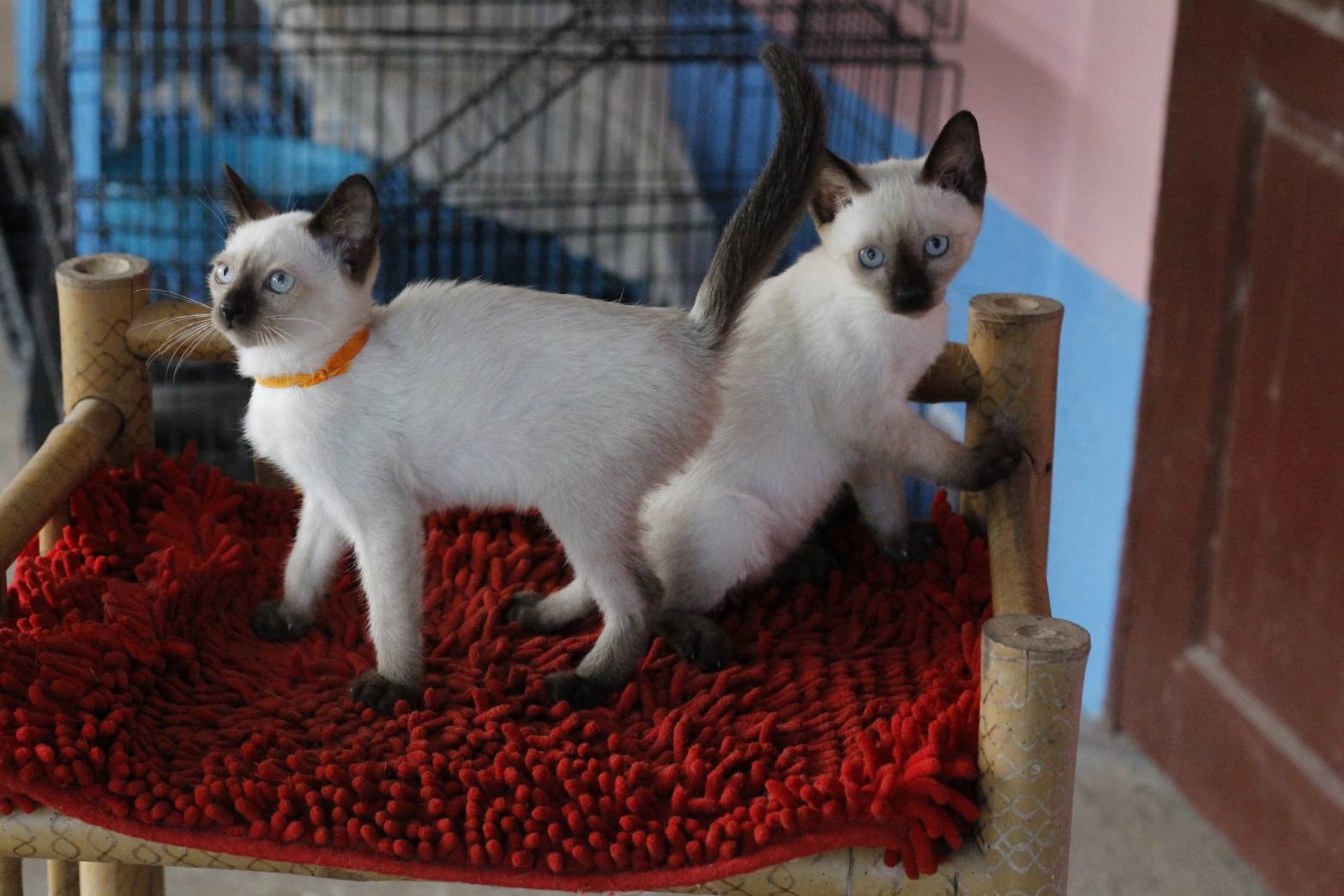 น้องแมวรุ่น 11/2565