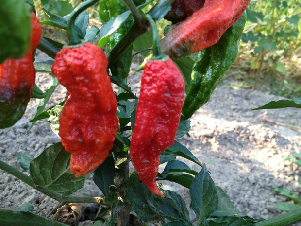 พริกปีศาจ สีแดง - Red Bhut Jolokia Pepper