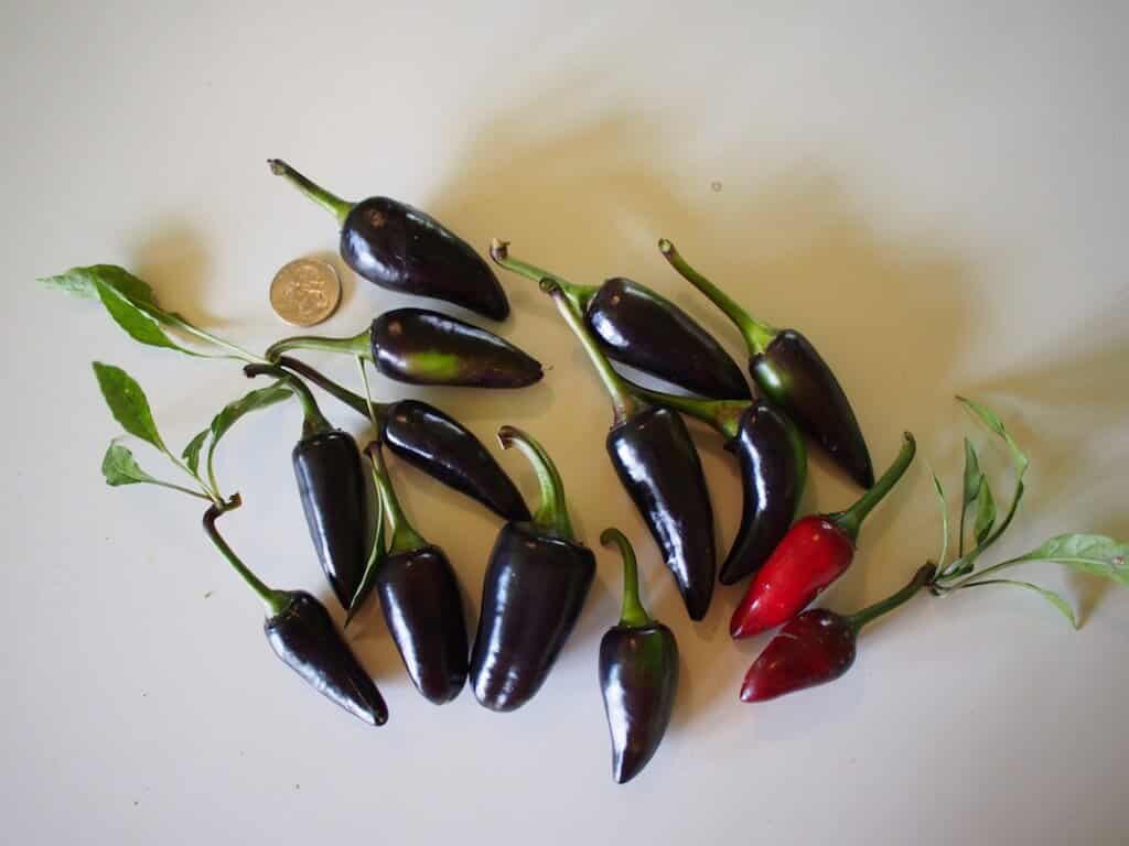 พริกจาราปิโน่ สีม่วง - Purple Jalapeno Pepper