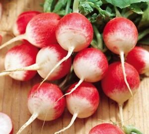 แรดิช สปาร์คเลอร์ ไวท์ทิป - Sparkler White Tip Radish