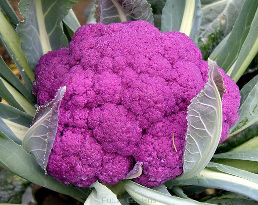 กะหล่ำดอกสีม่วง - Graffiti Purple Cauliflower F1
