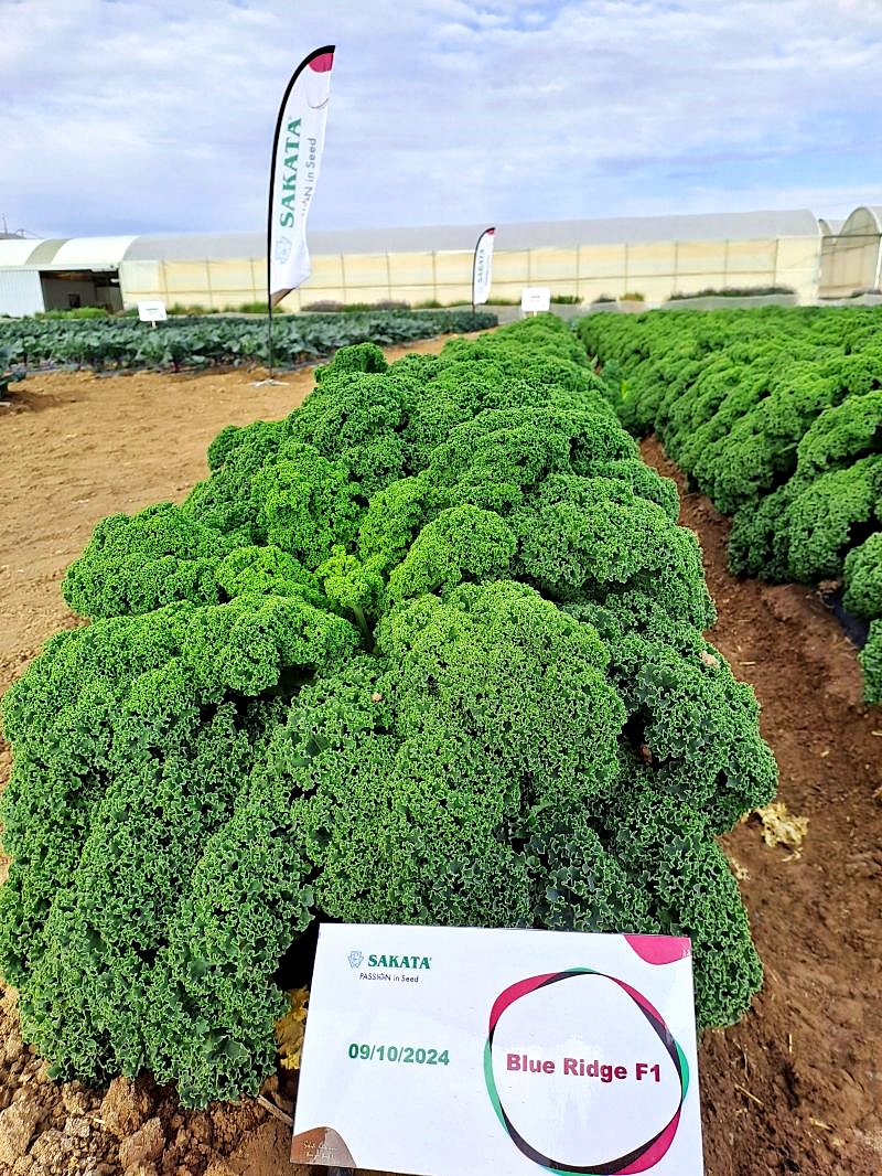 เมล็ดพันธุ์เคล บูลริดจ์ - Blue Ridge Kale F1 Seed