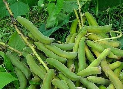 ถั่วครก หรือ ถั่วขอ