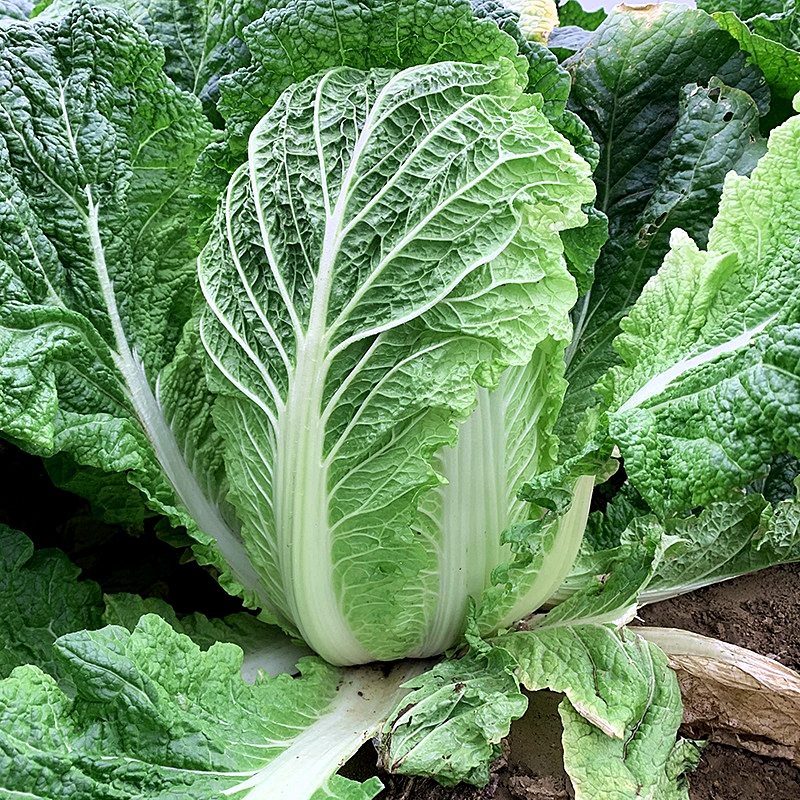 เมล็ดพันธุ์ ผักกาดขาว โอเอซิสไวท์ Oasis White Chinese Cabbage F1 Seed