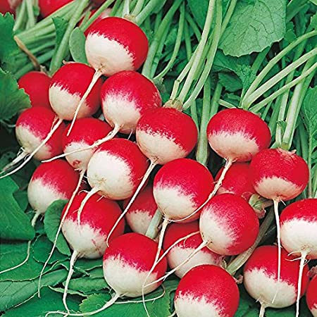 แรดิช สปาร์คเลอร์ ไวท์ทิป - Sparkler White Tip Radish