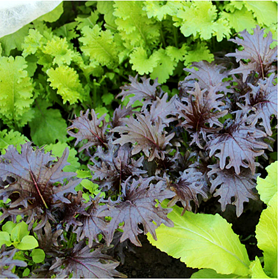 เมล็ดพันธุ์เคล เคเอ็กซ์วัน KX1 Baby Leaf Kale Seed 100 เมล็ด