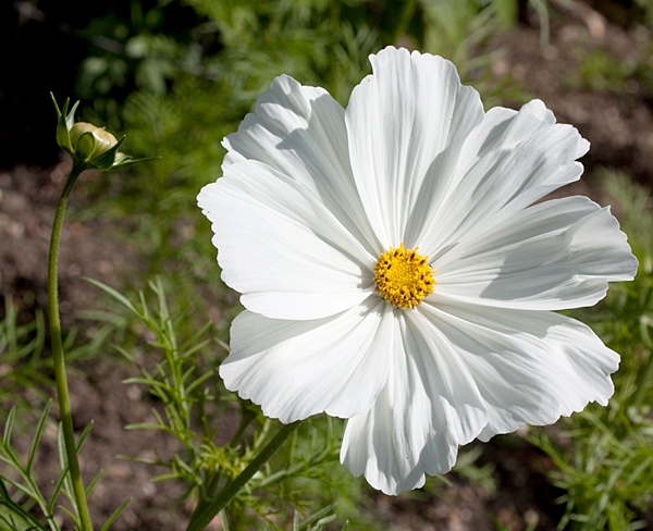 (Whole 1 Oz) ดาวกระจายสีขาว - White Cosmos Flower