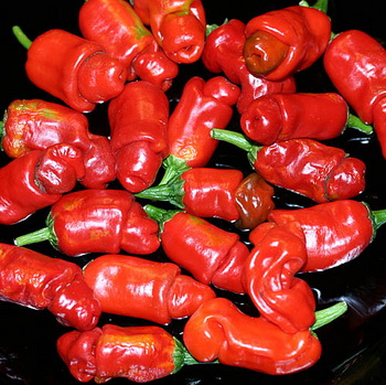 พริกกระจู๋ สีแดง - Red Peter Pepper