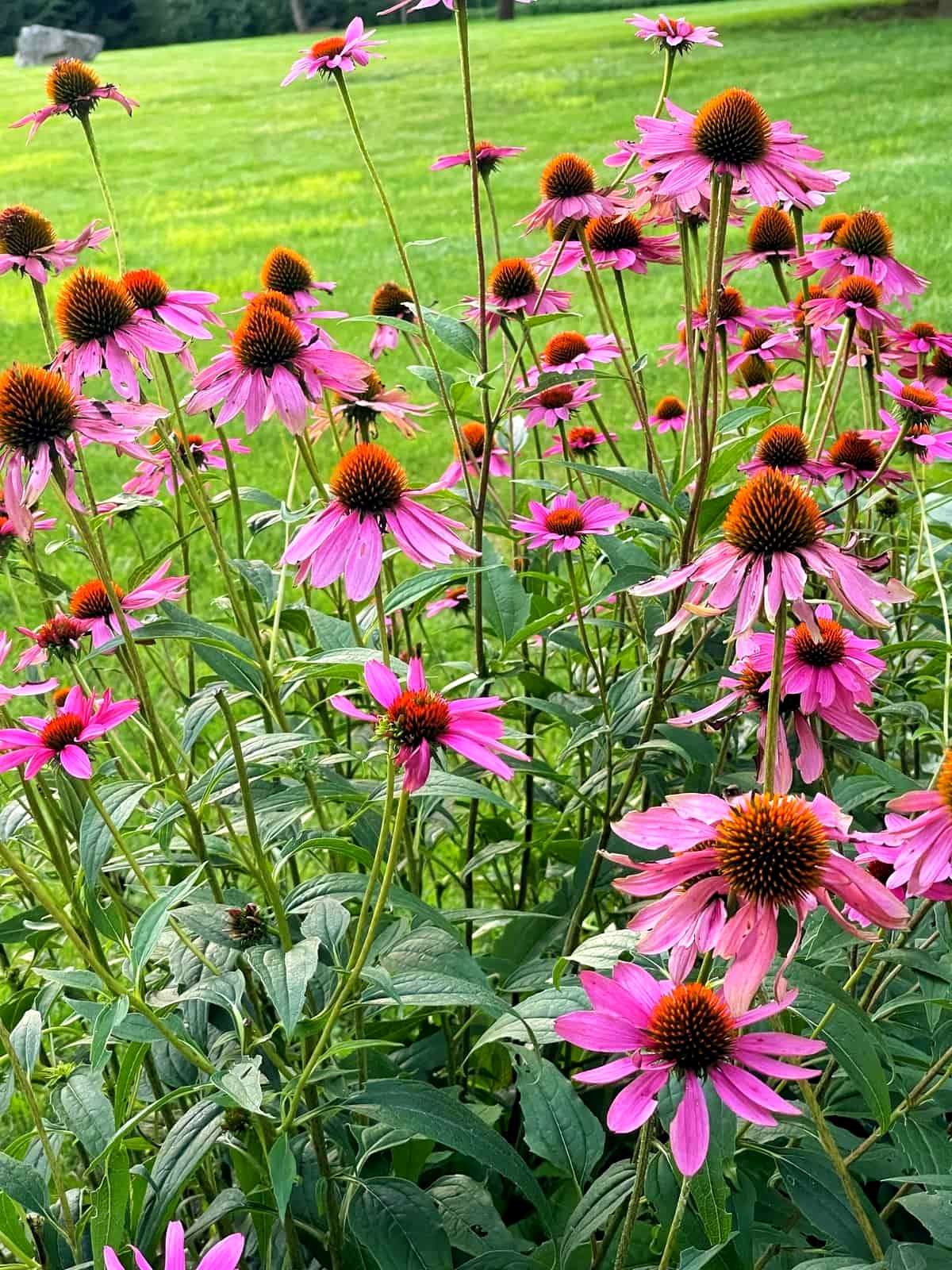 เมล็ดพันธุ์ โคนฟลาวเวอร์ - Purple Coneflower Seed