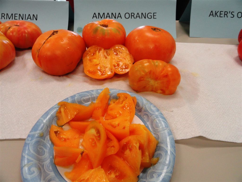 มะเขือเทศ อะมาน่า - Amana Orange Tomato