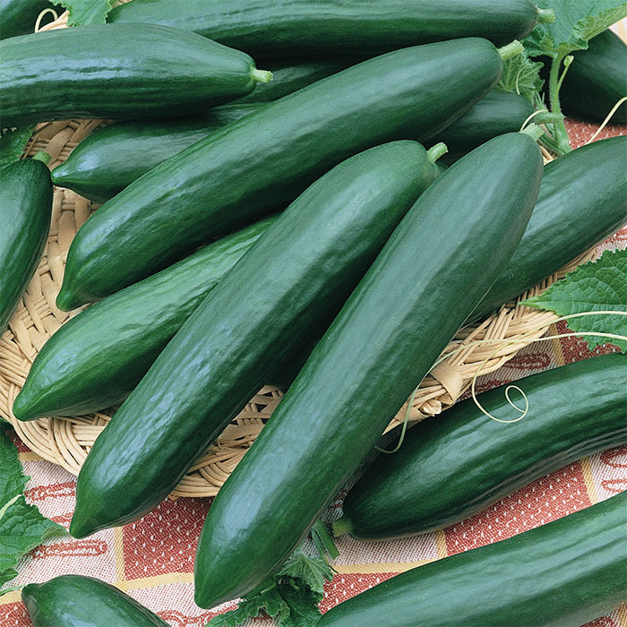 (Whole 1 Oz) แตงกวาเทนเดอร์กรีน - TenderGreen Cucumber