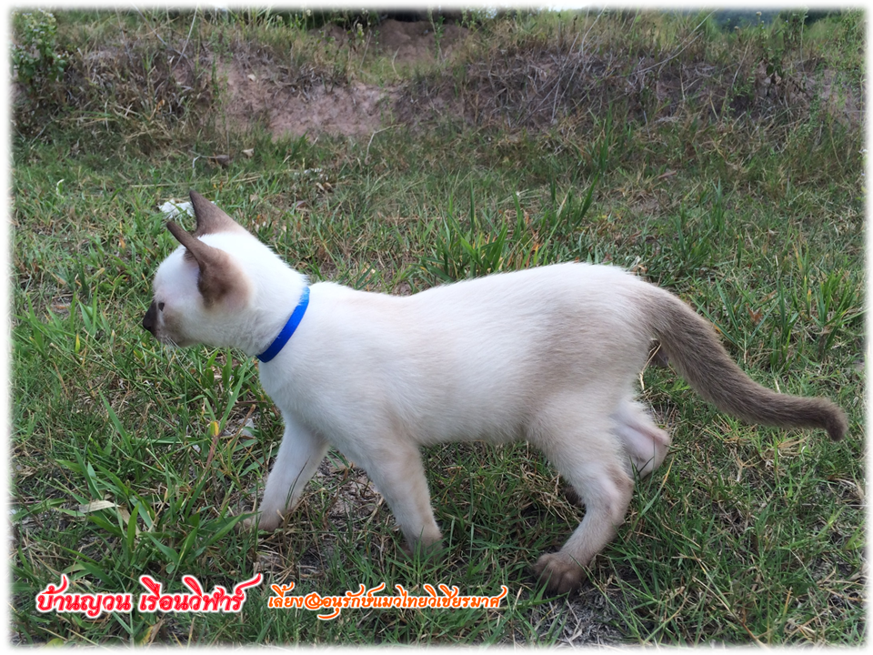 น้องแมว 12/7/2558