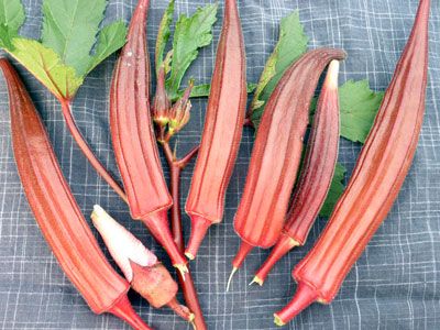 กระเจี๊ยบ จิงออเรนจ์ - Jing Orange Okra