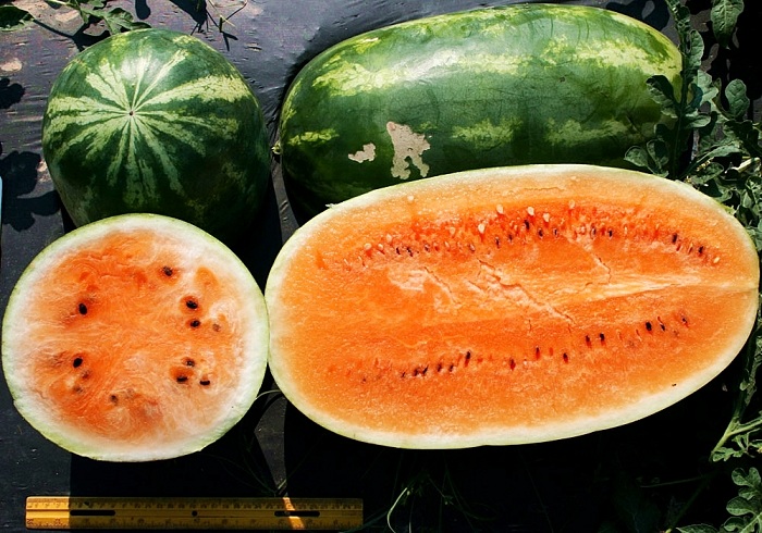 (Whole 1 Oz) แตงโม เทนเดอร์สวีส - Tendersweet Orange Watermelon