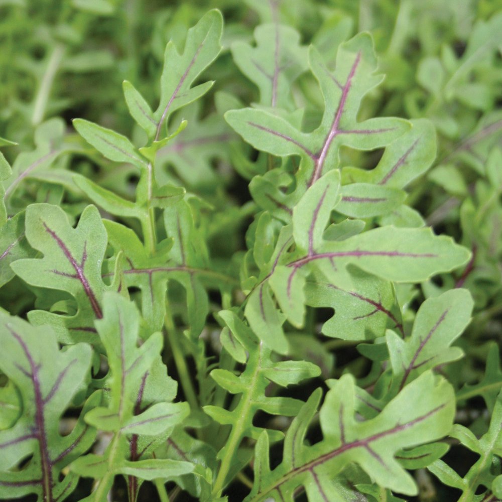 ร็อคเก็ต ลายแดง - Red Streaked Arugula