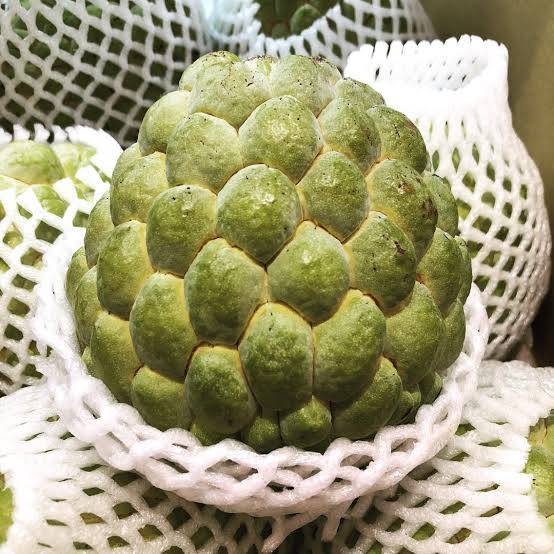 น้อยหน่า ต้ามู่ ไต้หวัน เนื้อฝ้าย ตาใหญ่ ลูกใหญ่ ต้นเสียบยอด สูง 50 cm. ขึ้นไป