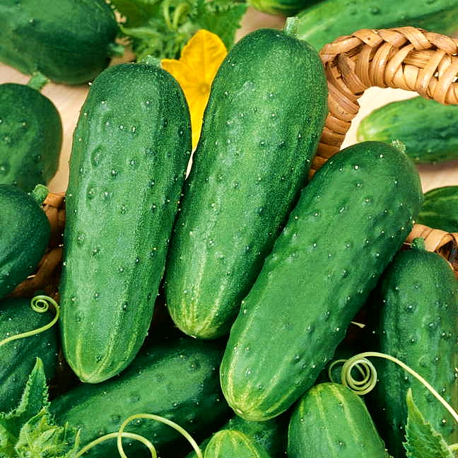 แตงกวา โฮมเมด พริคเคิล - Homemade Pickles Cucumber