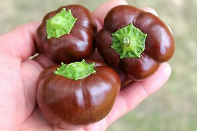 เมล็ดพันธุ์ พริกหวานจิ๋ว ช็อคโกแลต - Miniature Chocolate Bell Sweet Pepper Seed