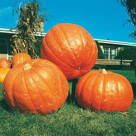 (Whole 1 LB) ฟักทองบิ๊กแม็กซ์ - Big Max Pumpkin