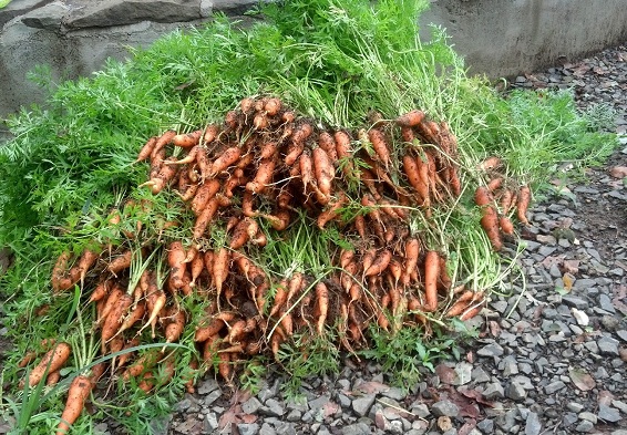 (Whole 1 Oz) แครอทจิ๋ว - Little Fingers Carrot