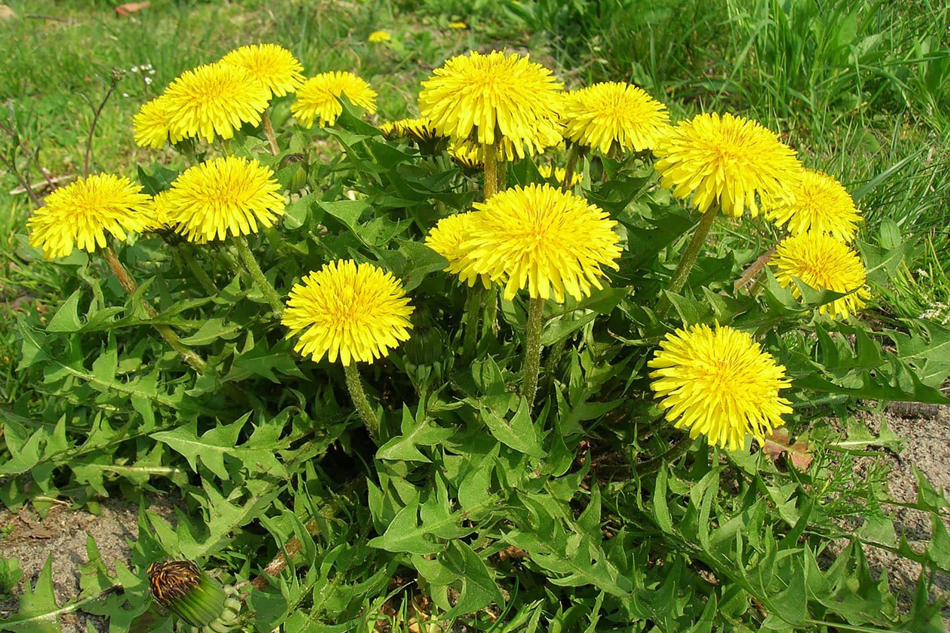 เมล็ดพันธุ์ แดนดิไลออน Dandelion Seed