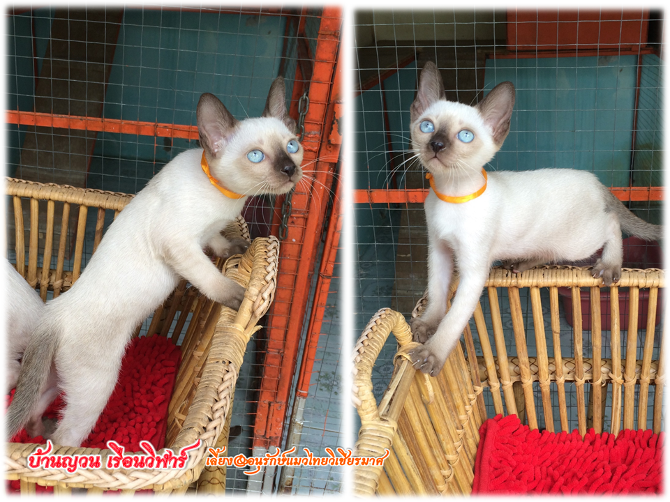 น้องแมว 18/6/2559