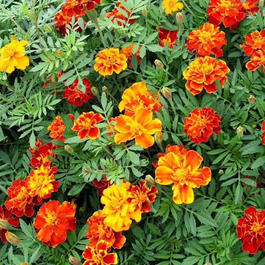 ดาวเรืองฝรั่งเศส สปาร์คกี้ คละสี - Sparky French Marigold Mix