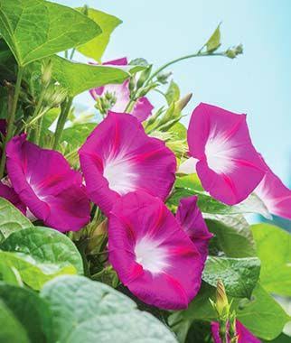 มอนิ่งกลอรี สีแดง - Scarlett o'hara Morning Glory Flower