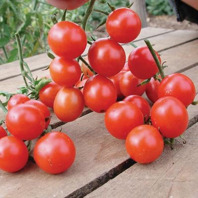 มะเขือเทศเชอรี่ลูกใหญ่ - Large Cherry Tomato